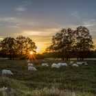 Schafe im Sonnenuntergang in der Heide