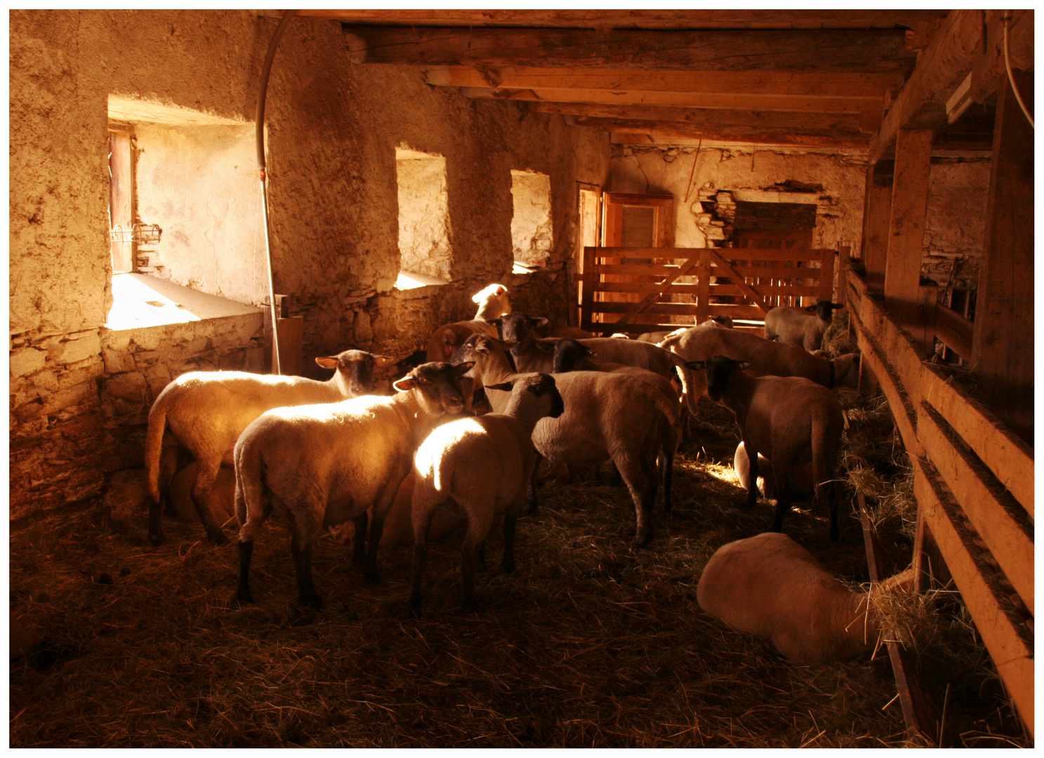 Schafe im Stall (2)