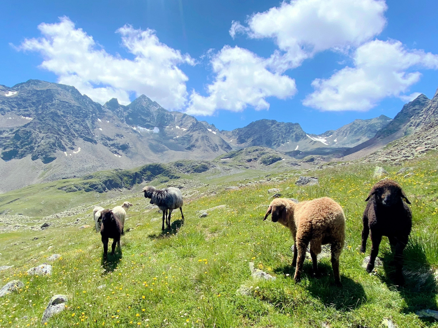 Schafe im Sulztal/Tirol