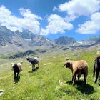 Schafe im Sulztal/Tirol