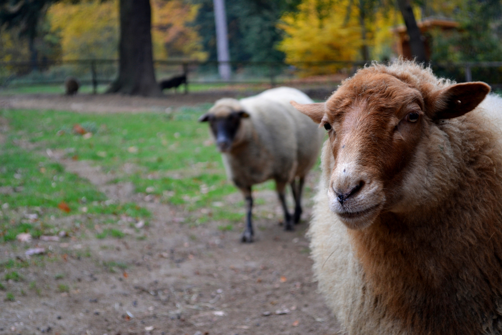 Schafe im Tierpark