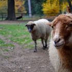 Schafe im Tierpark