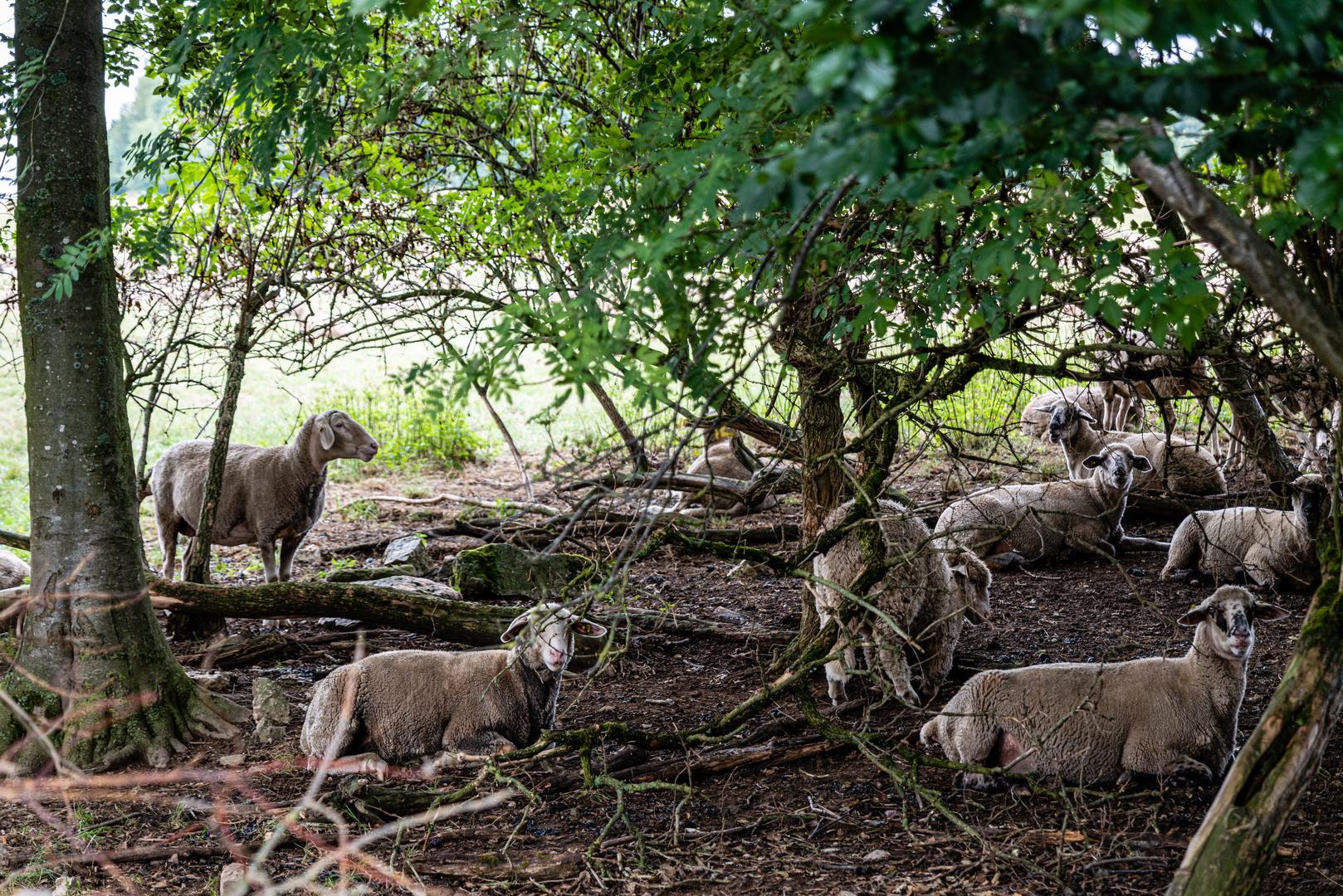 Schafe im Unterholz