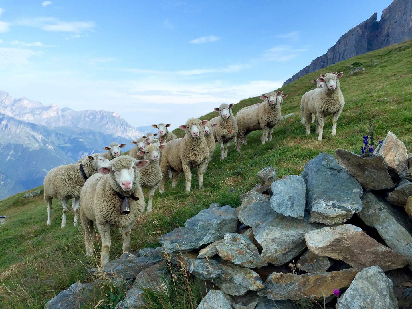 Schafe im Urnerland