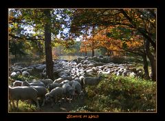 Schafe im Wald...