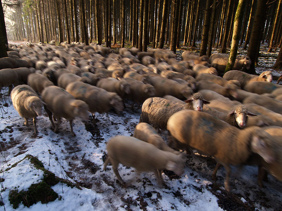 Schafe im Wald