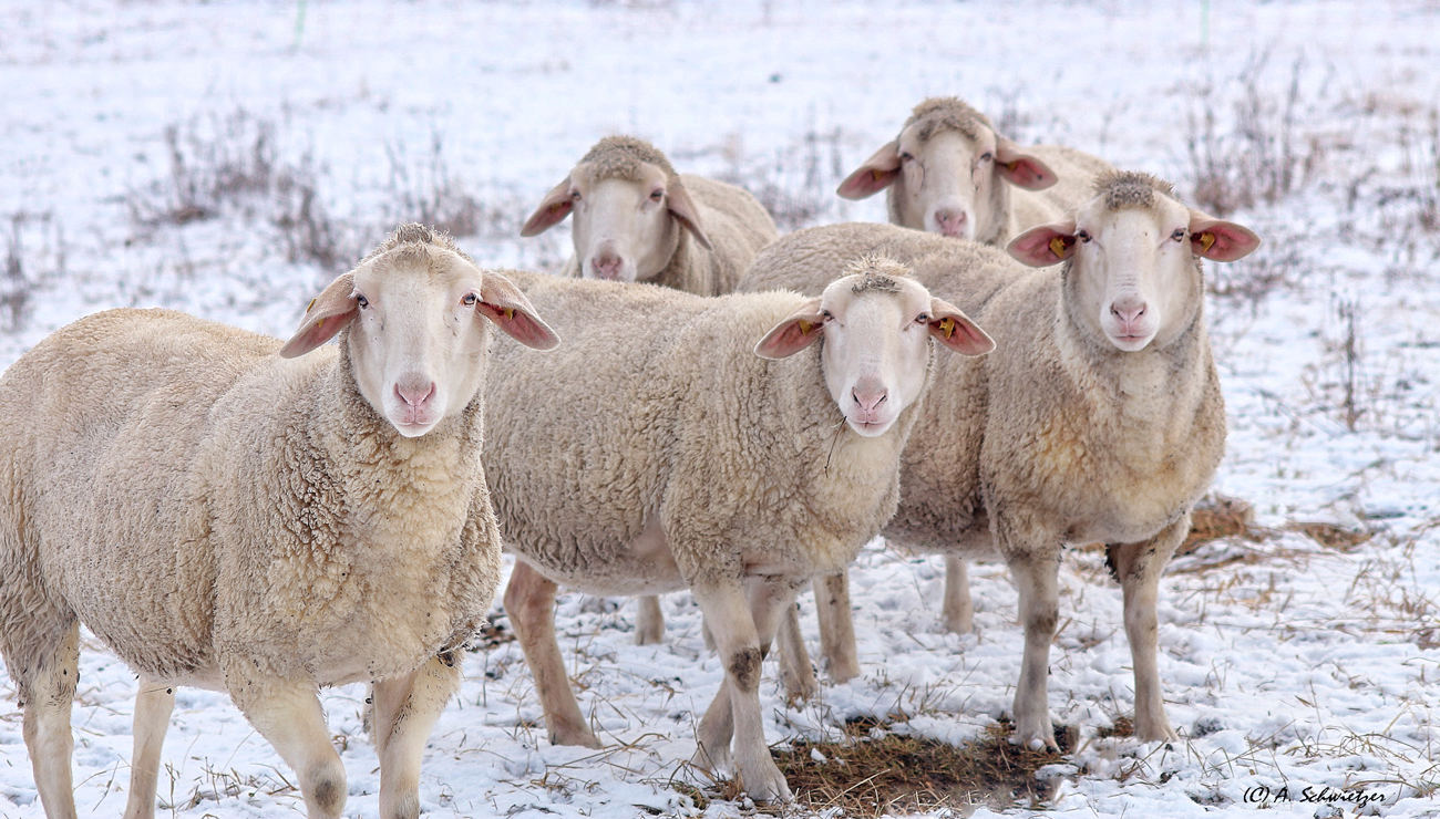 Schafe im Winter 