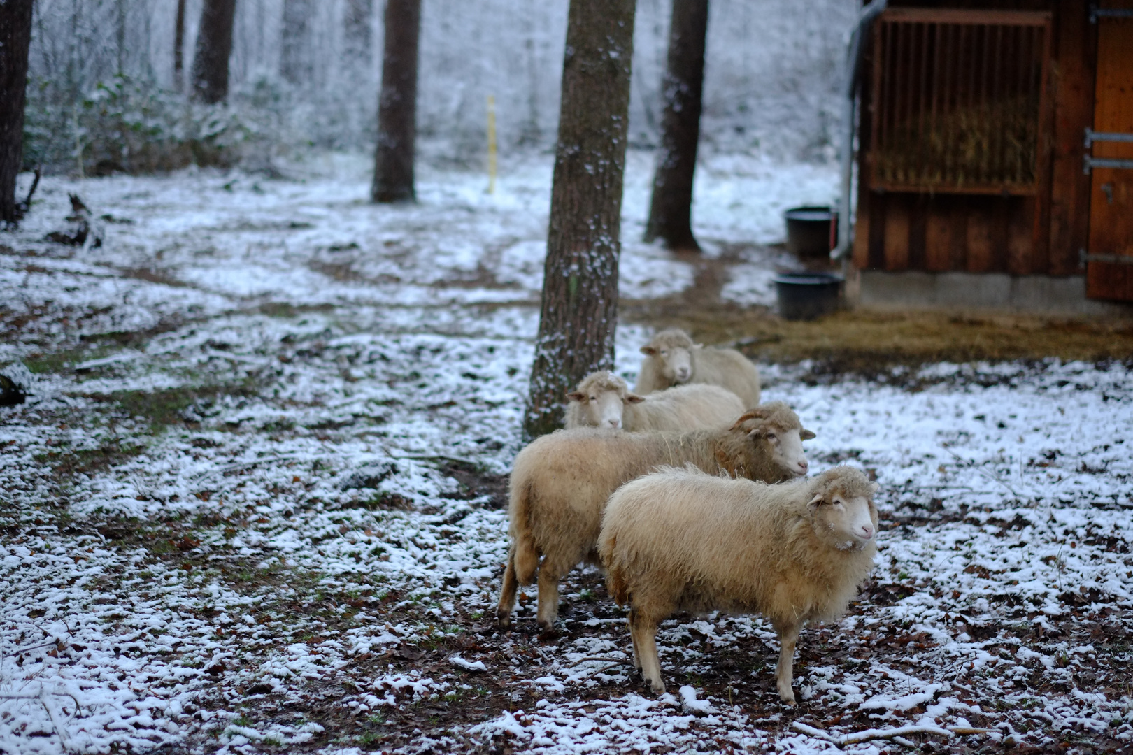 Schafe im Winter