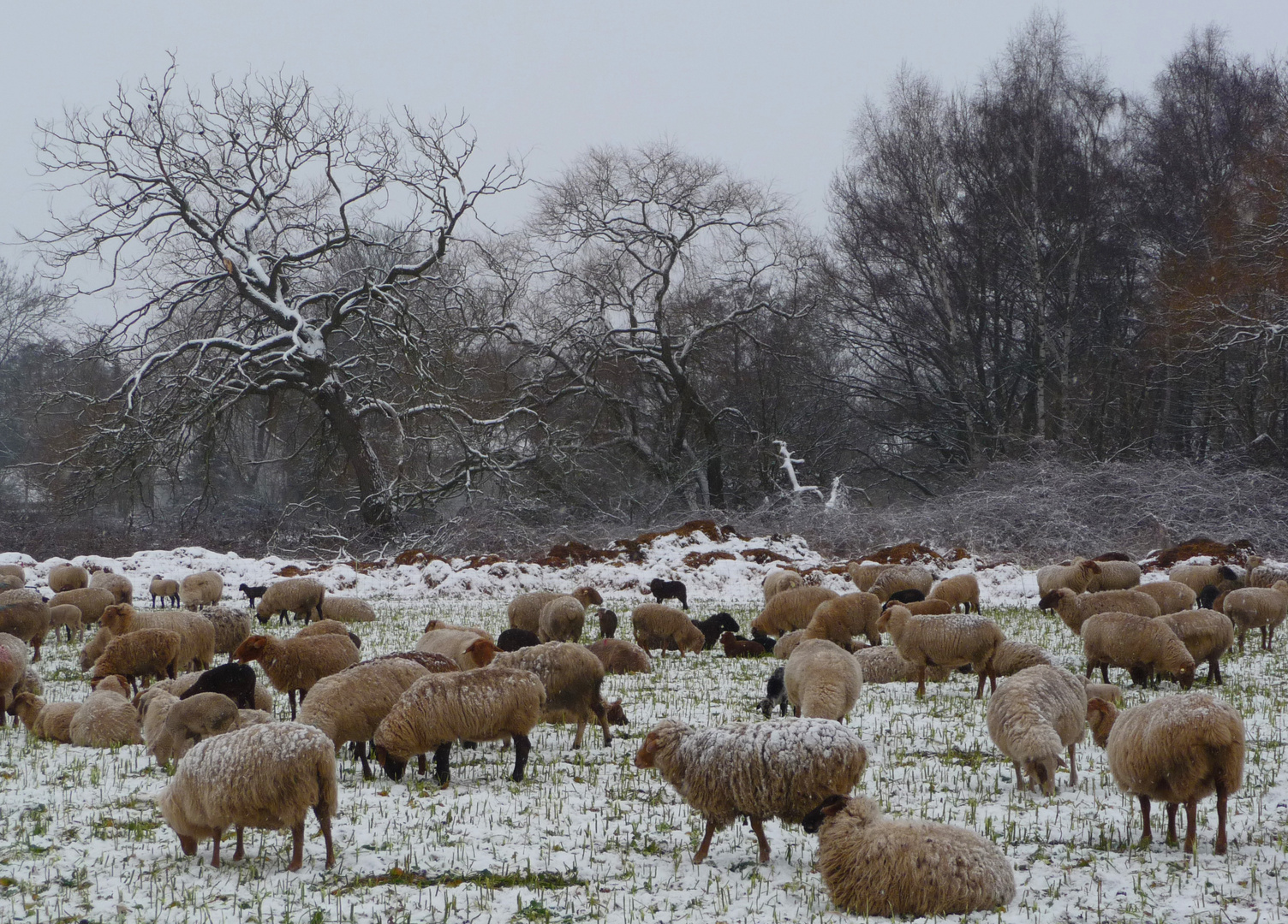 Schafe im Winter