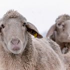 Schafe im Winterkleid