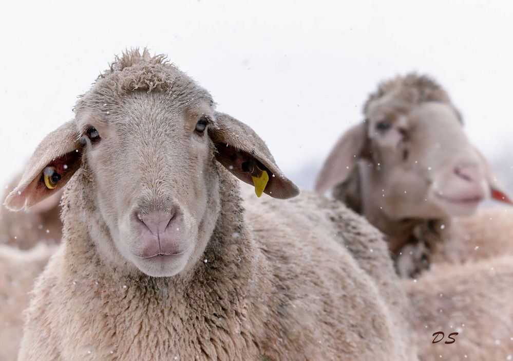 Schafe im Winterkleid