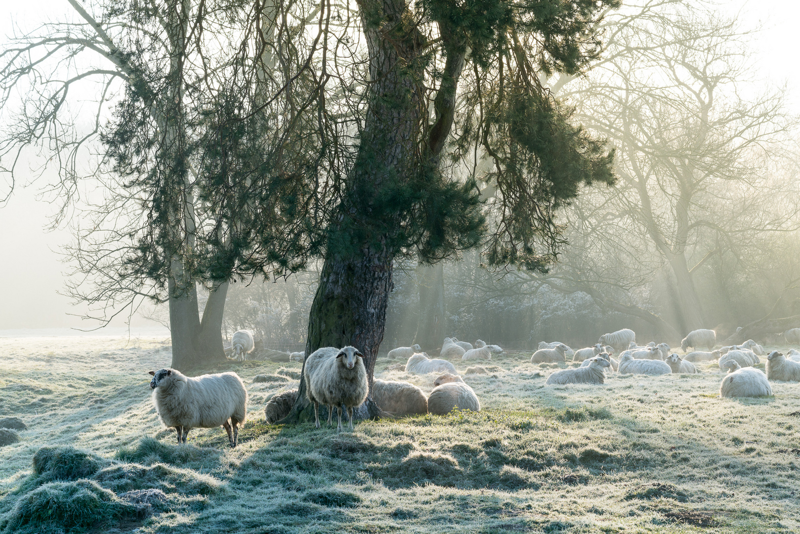 Schafe in den Aggerauen
