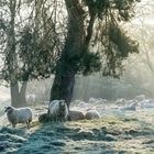 Schafe in den Aggerauen