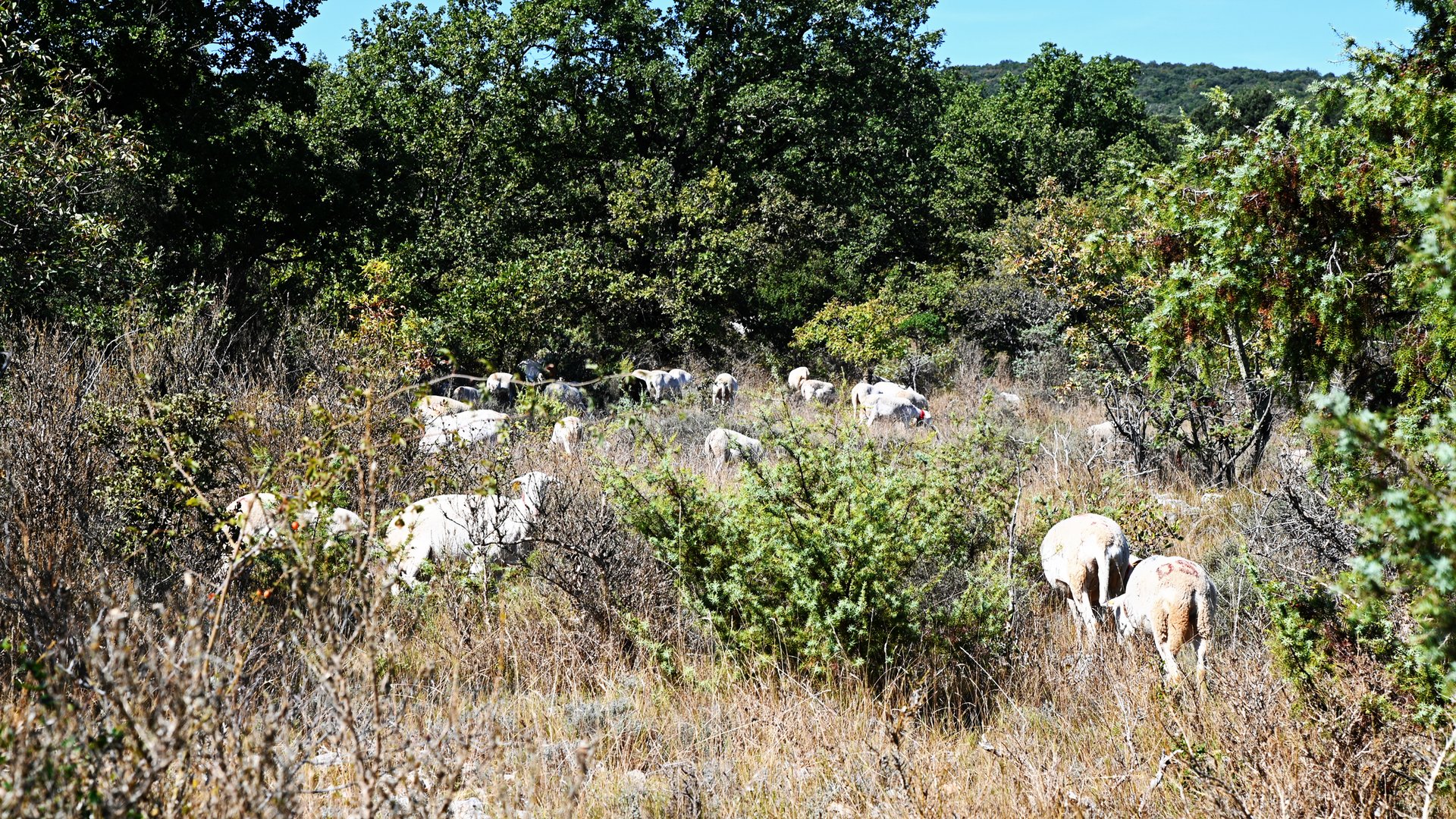 Schafe in den Cevennen - Brebis sur les Cévennes 