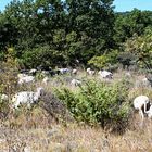 Schafe in den Cevennen - Brebis sur les Cévennes 