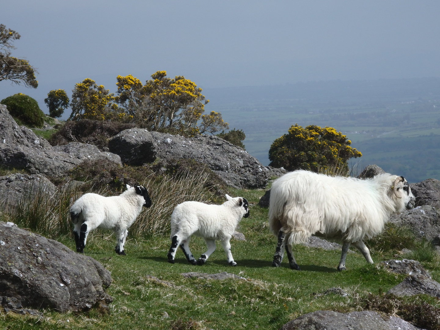 Schafe in den Comeragh Mountains