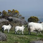 Schafe in den Comeragh Mountains
