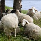 Schafe in den Elbauen bei Meissen