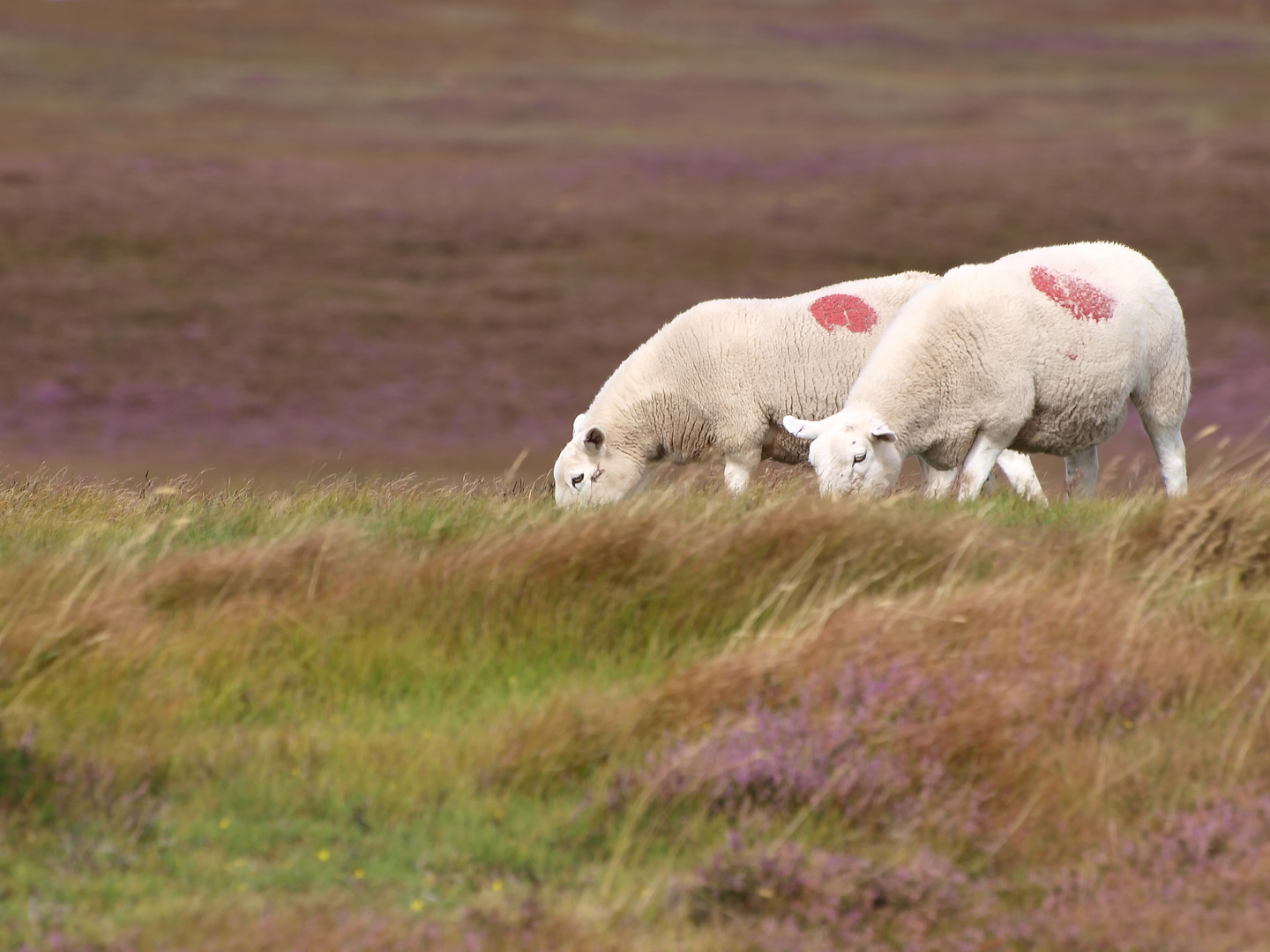 Schafe in den Highlands