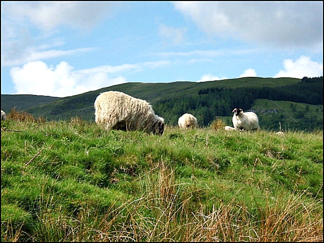 schafe in den highlands