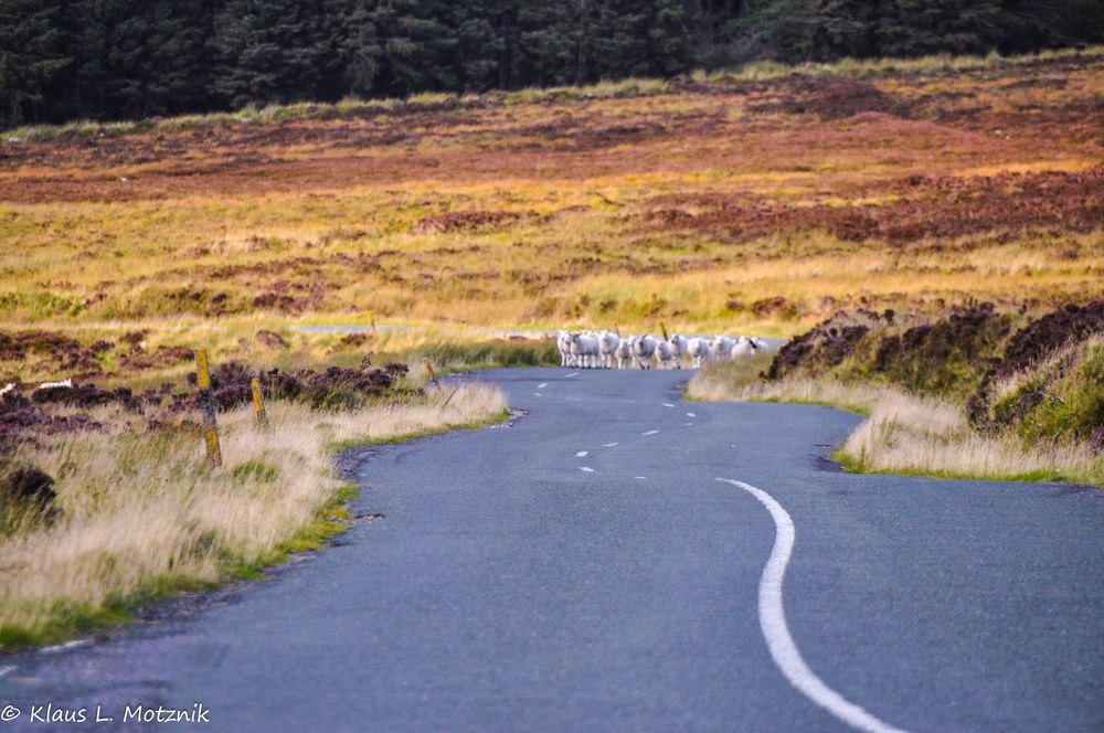 Schafe in den Wicklow Mountains