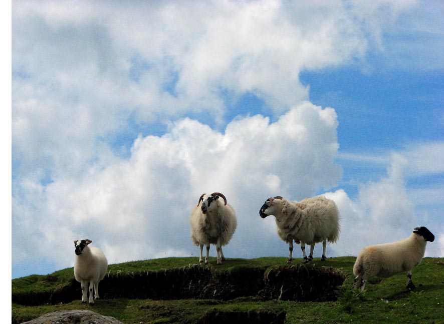 Schafe in den Wolken