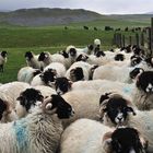 Schafe in den Yorkshire Dales ...