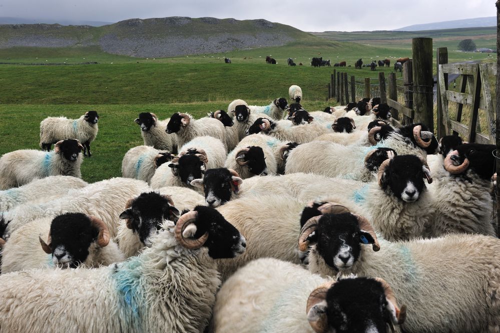 Schafe in den Yorkshire Dales ...