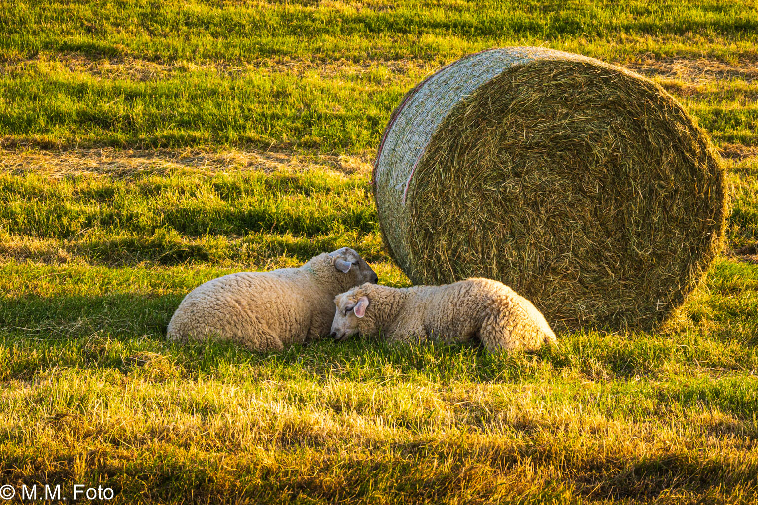 Schafe in der Abendsonne