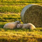 Schafe in der Abendsonne