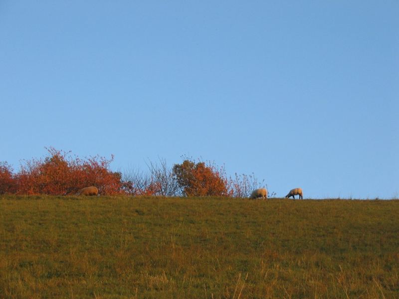 Schafe in der Abendsonne