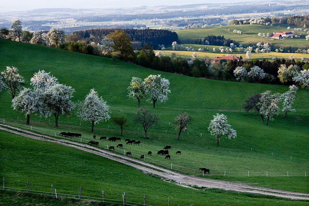 Schafe in der Baumblüte