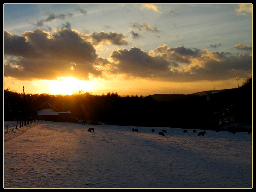 Schafe in der Dämmerung