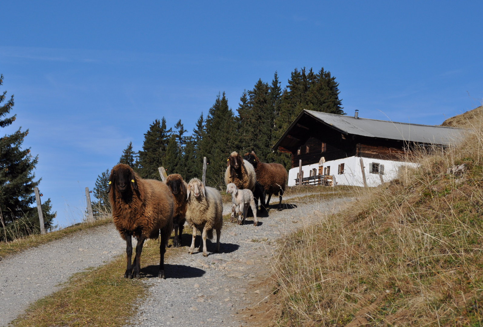 Schafe in der Goinger Alm