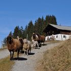 Schafe in der Goinger Alm