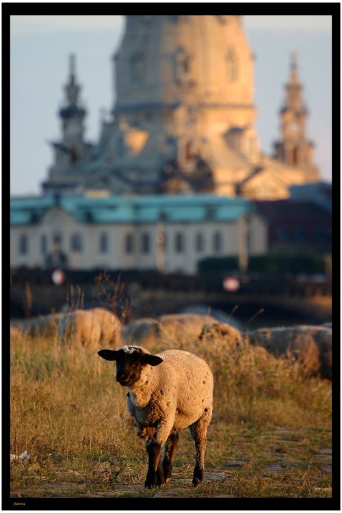 Schafe in der Großstadt