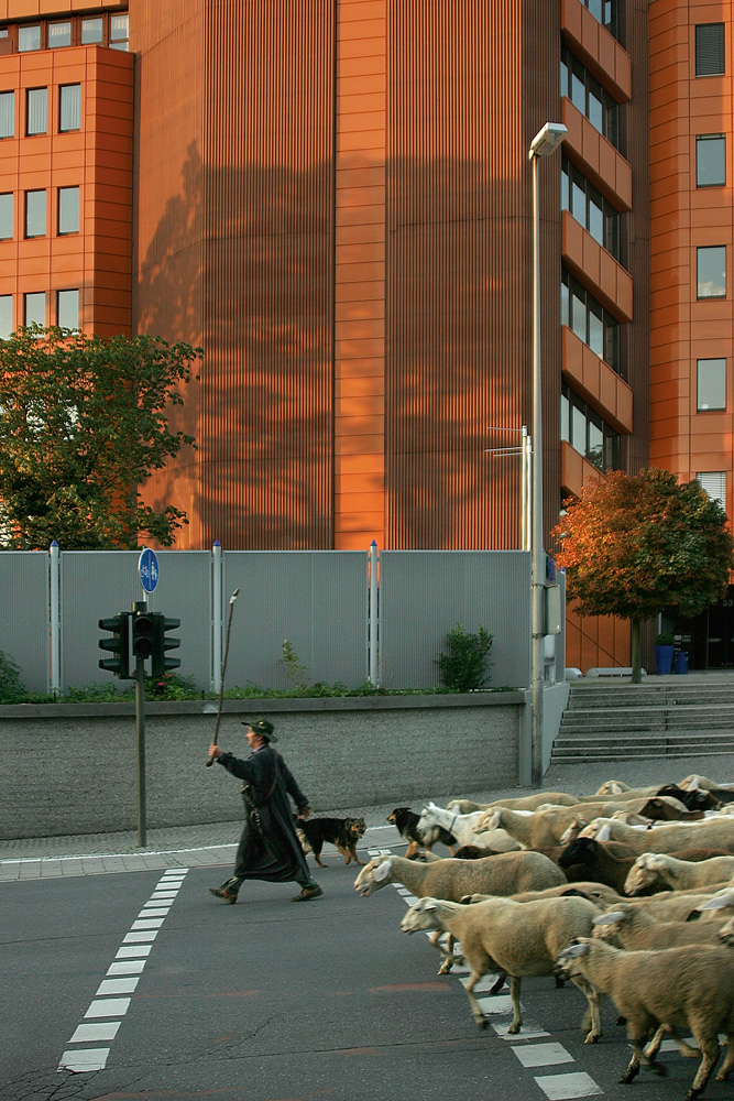 Schafe in der Großstadt