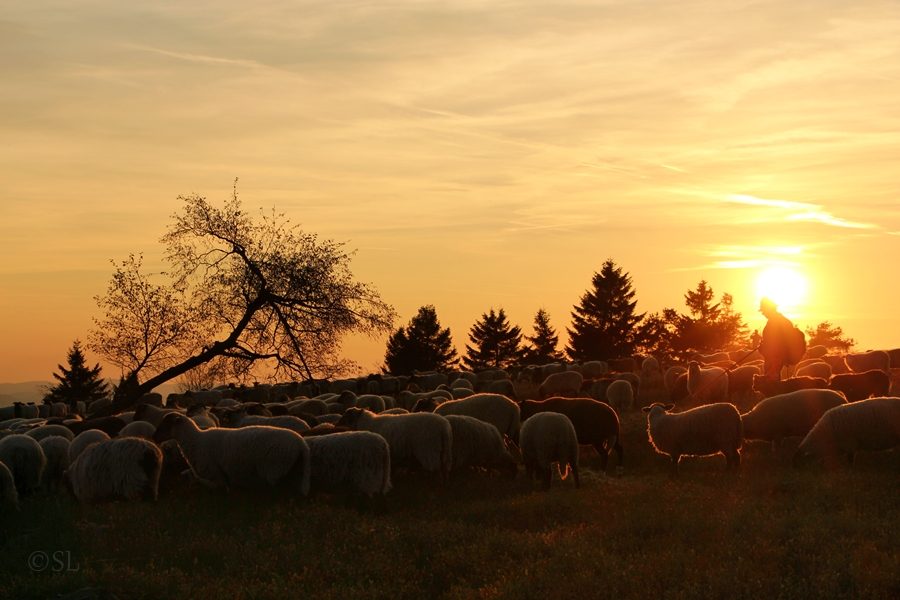 Schafe in der Heide