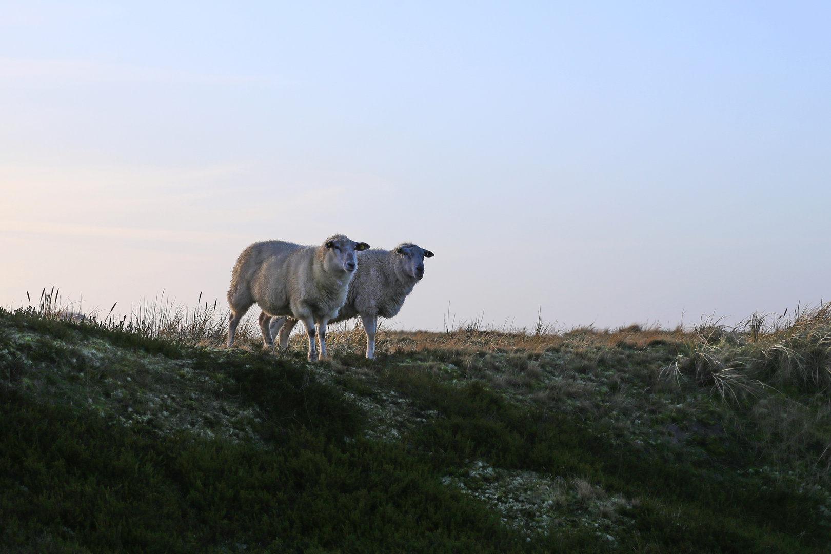 Schafe in der Heidelandschaft auf Sylt