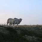 Schafe in der Heidelandschaft auf Sylt