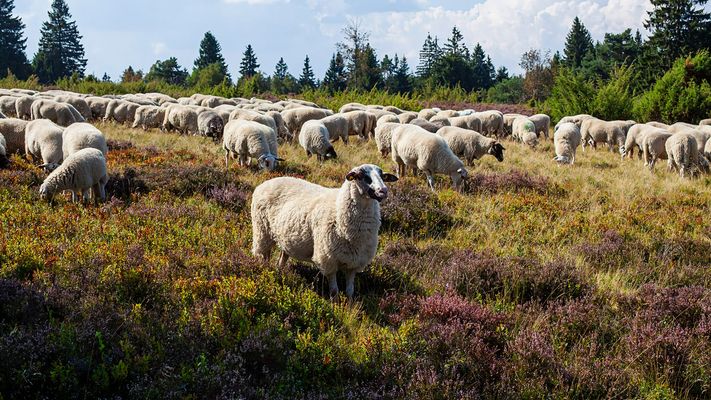 Schafe in der Hochheide