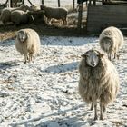 Schafe in der Januarsonne