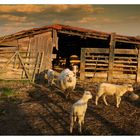 Schafe in der Morgensonne