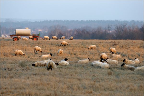 Schafe in der Morgensonne