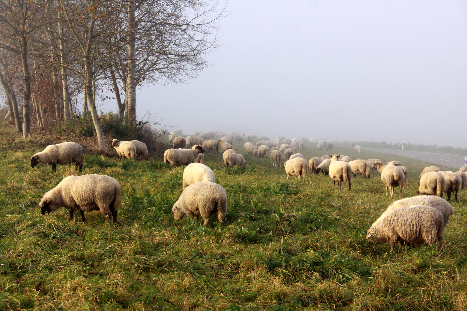 Schafe in der Morgensonne ...