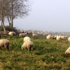 Schafe in der Morgensonne ...