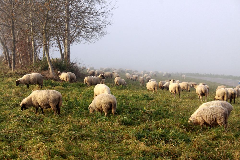 Schafe in der Morgensonne ...