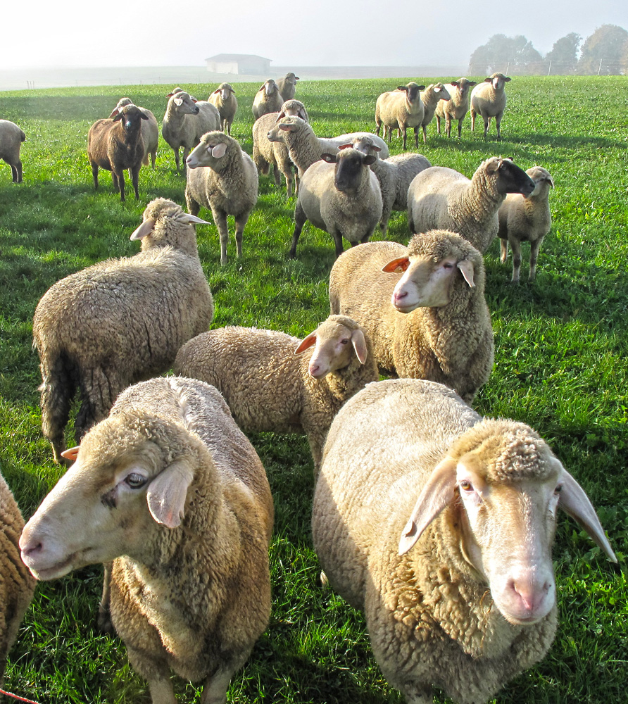 Schafe in der Nähe von Geislingen/Steige