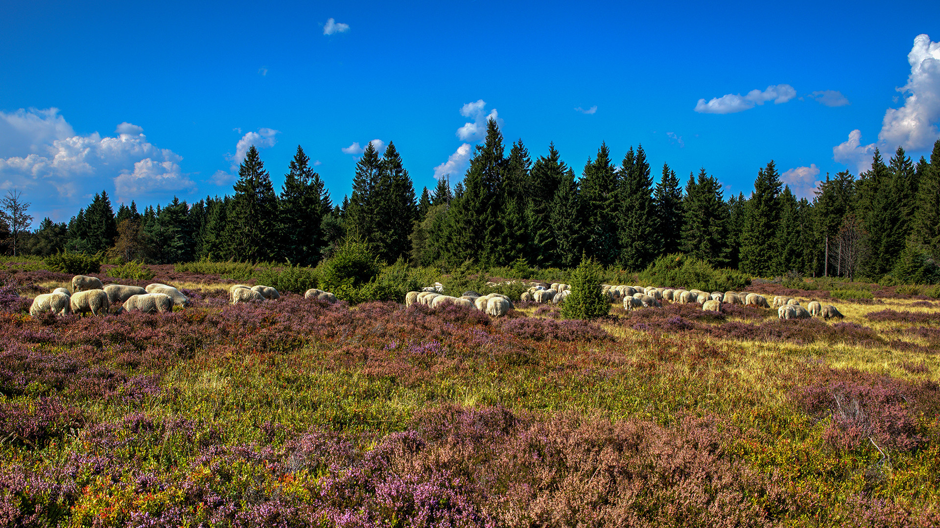 Schafe in der Niedersfelder Hochheide 017