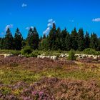 Schafe in der Niedersfelder Hochheide 017